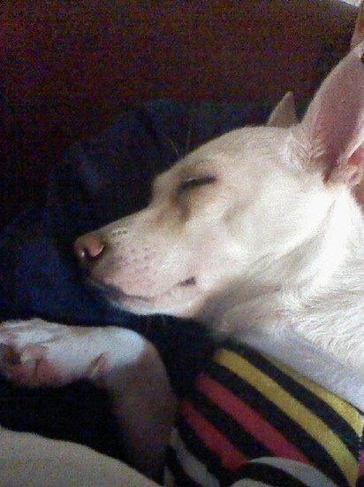 달이가 변했어요..ㅎㅎ