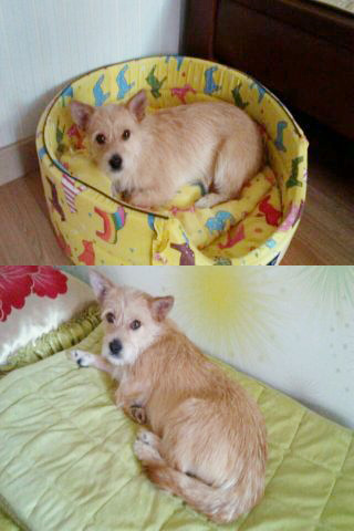 파주의 첫 입양 후기