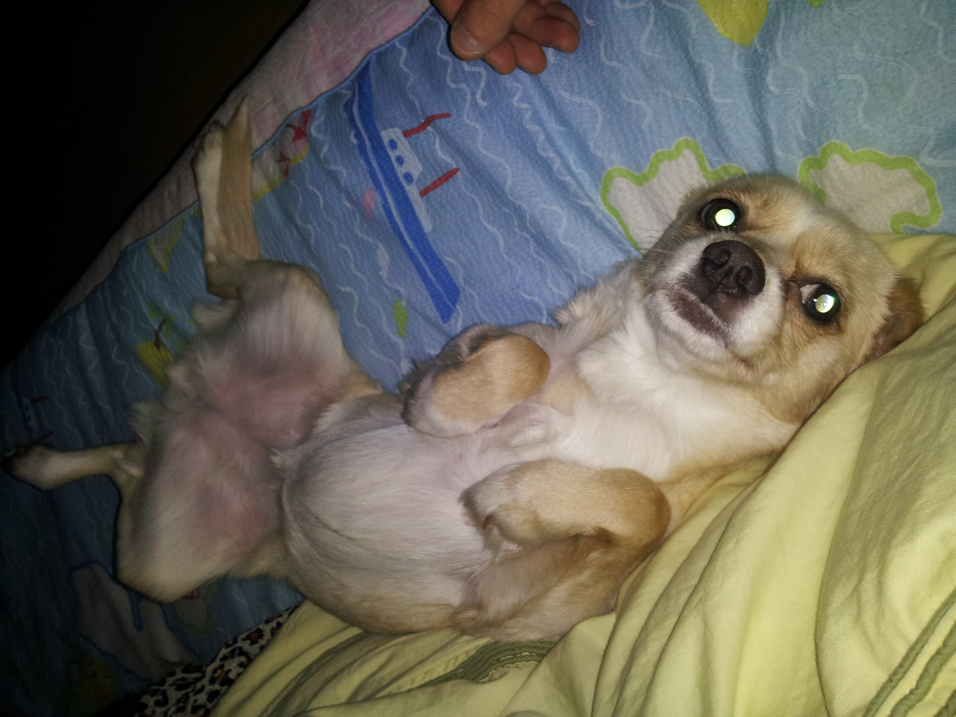 오복이 여전히 잘지내요.....(제생각이지만....ㅎㅎ)