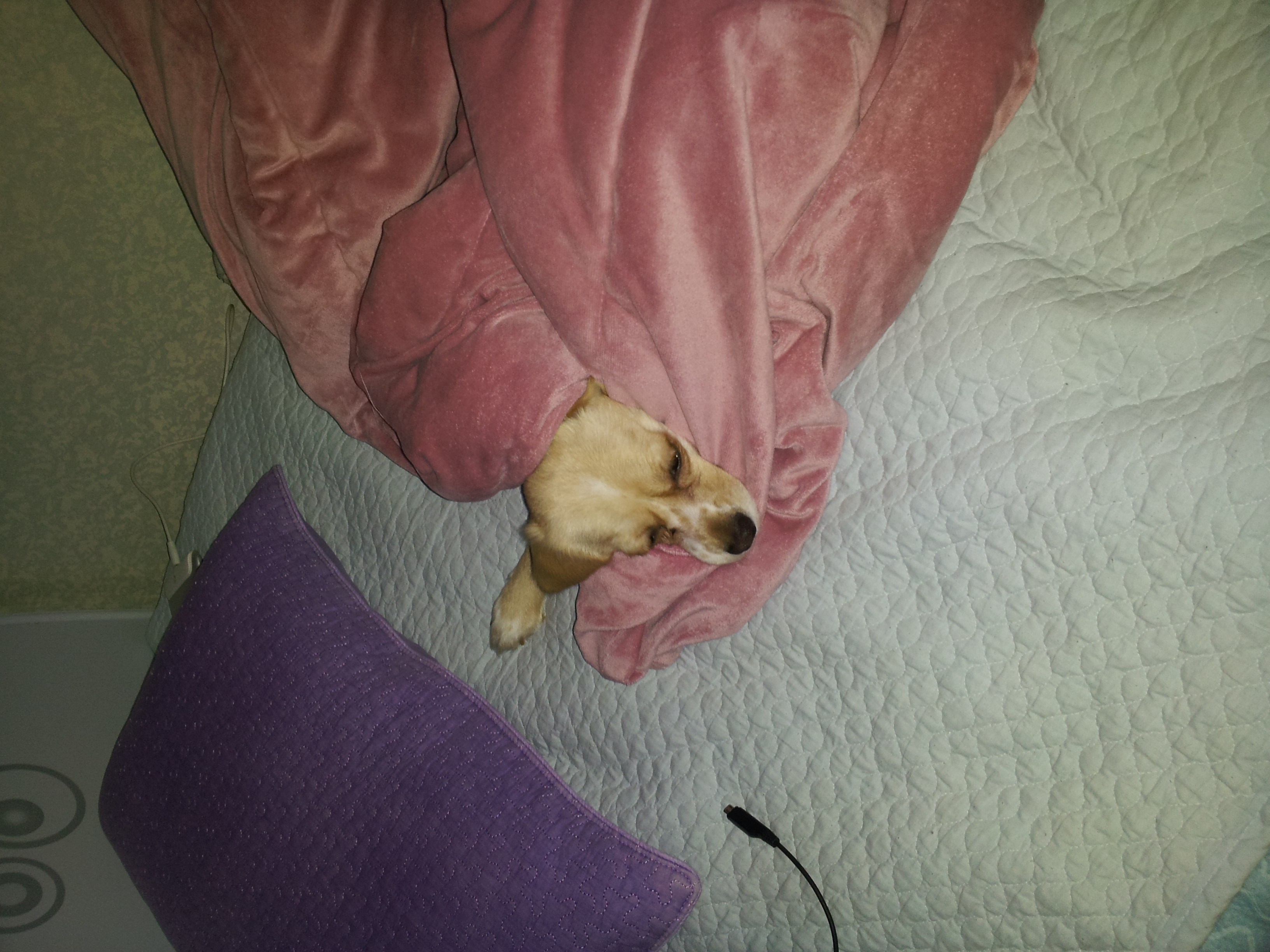 오복이 여전히 잘지내요.....(제생각이지만....ㅎㅎ)