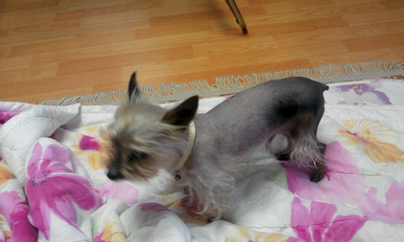 복돌이 근황을 올려요