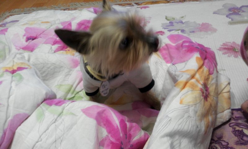 복돌이 근황을 올려요