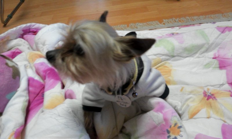 복돌이 근황을 올려요