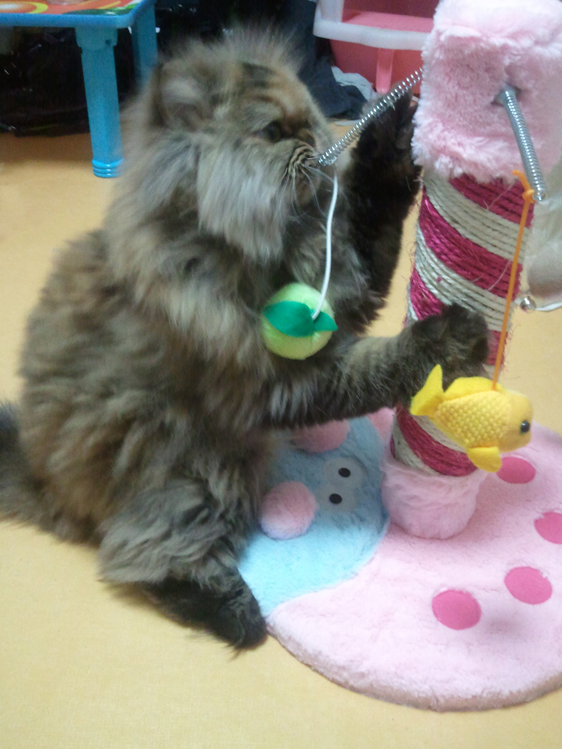 안녕하세요 라엘이 근황입니다