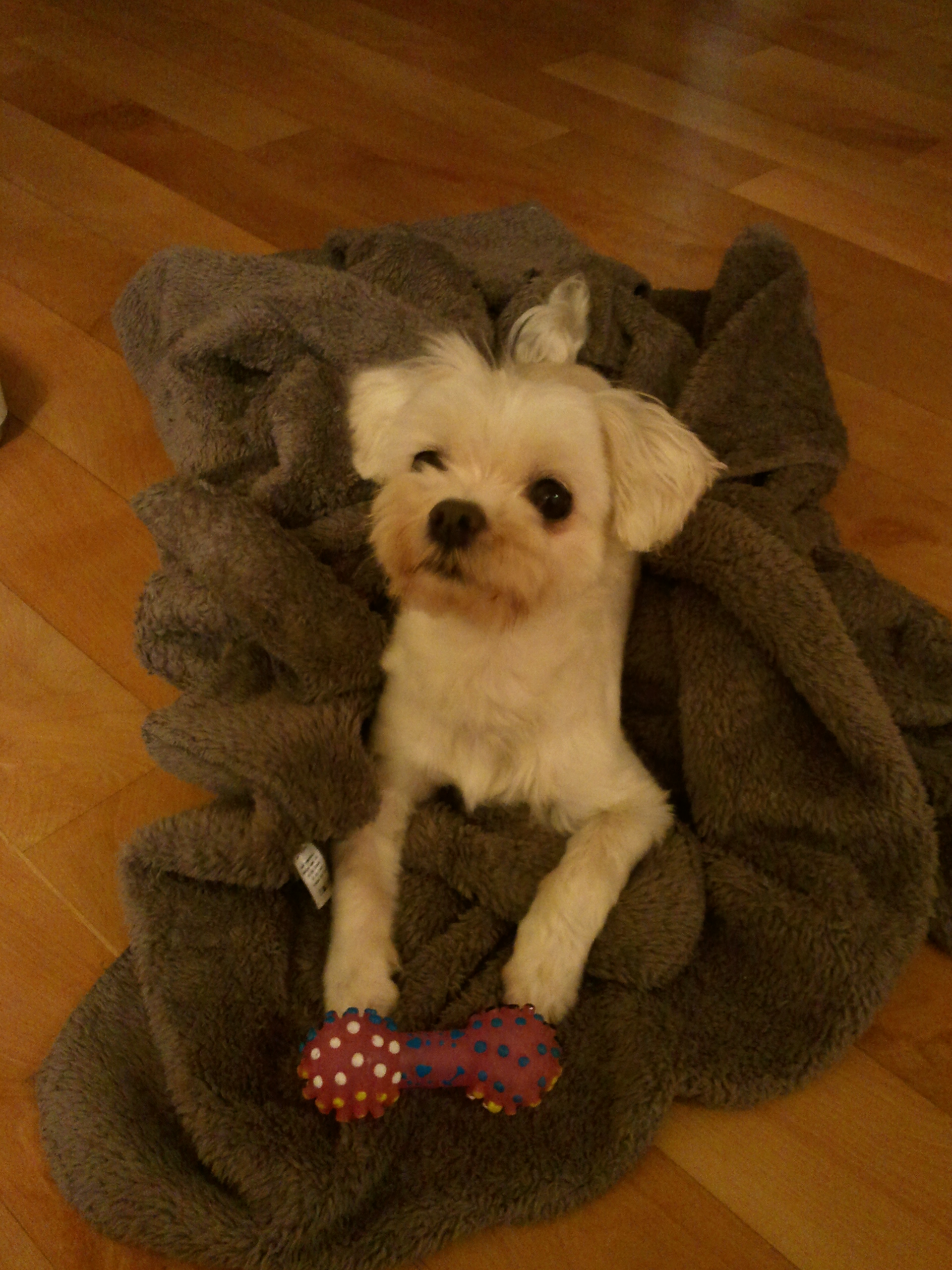 말티즈 달이의 가족이 된 지 일주일째! 