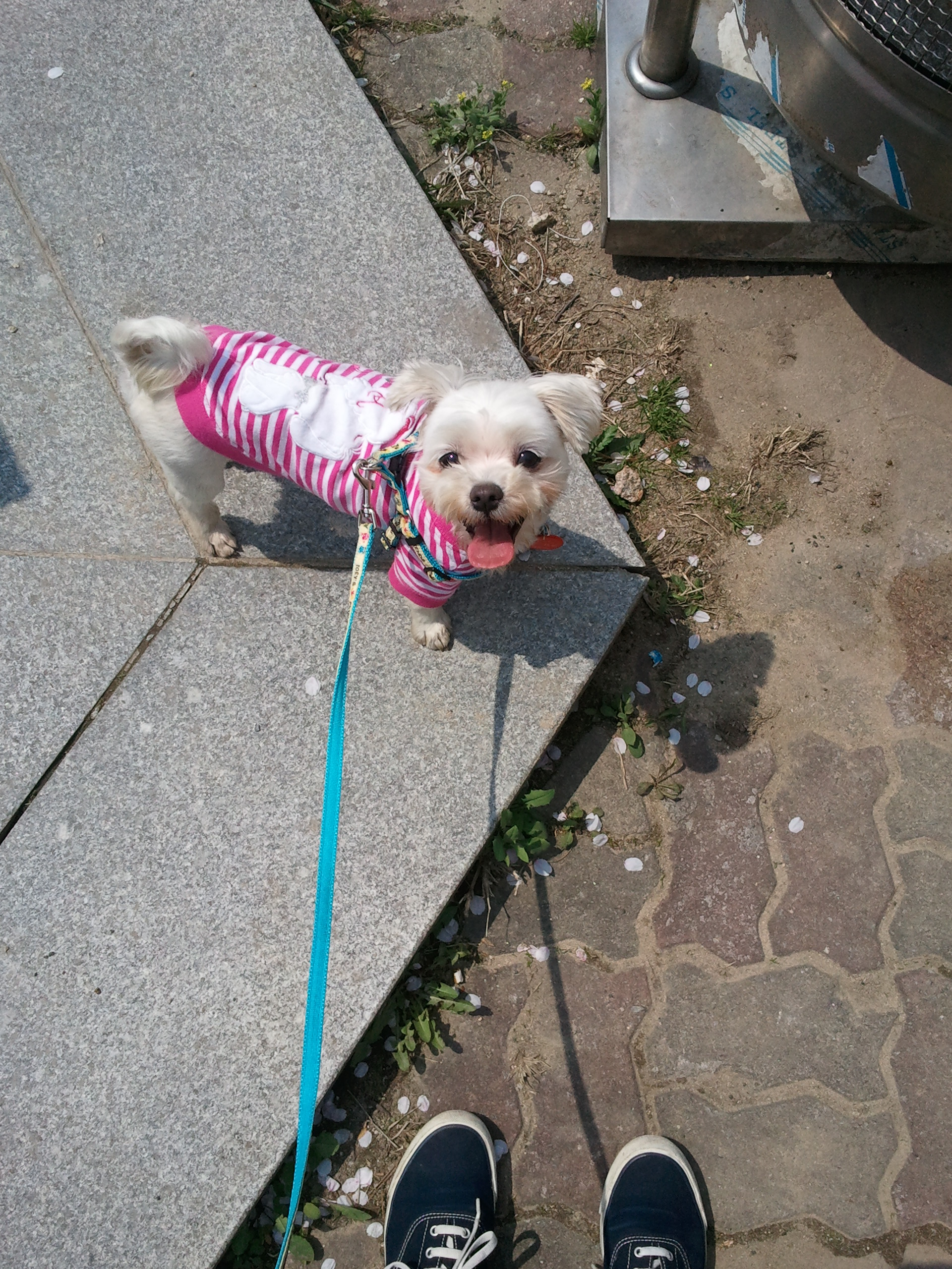 말티즈 달이의 가족이 된 지 일주일째! 