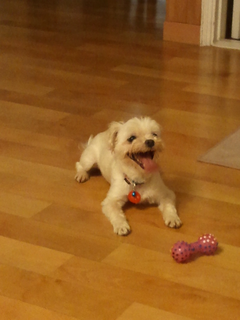 말티즈 달이의 가족이 된 지 일주일째! 