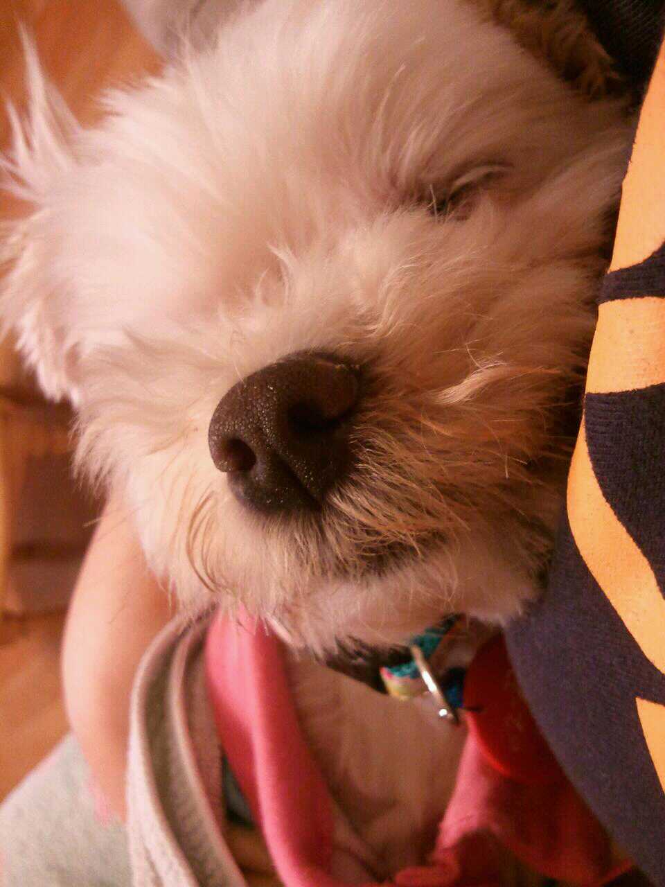 말티즈 달이의 가족이 된 지 일주일째! 