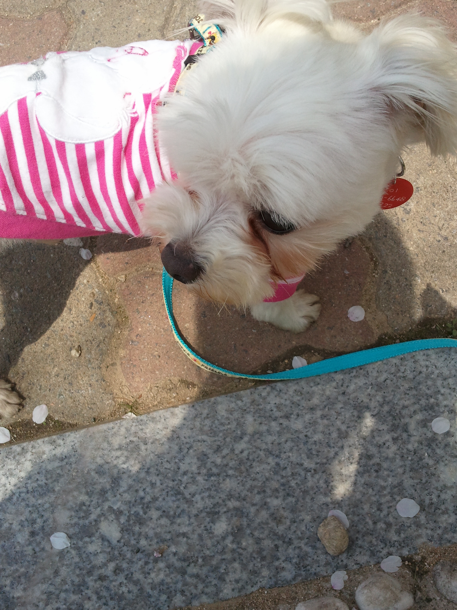 말티즈 달이의 가족이 된 지 일주일째! 