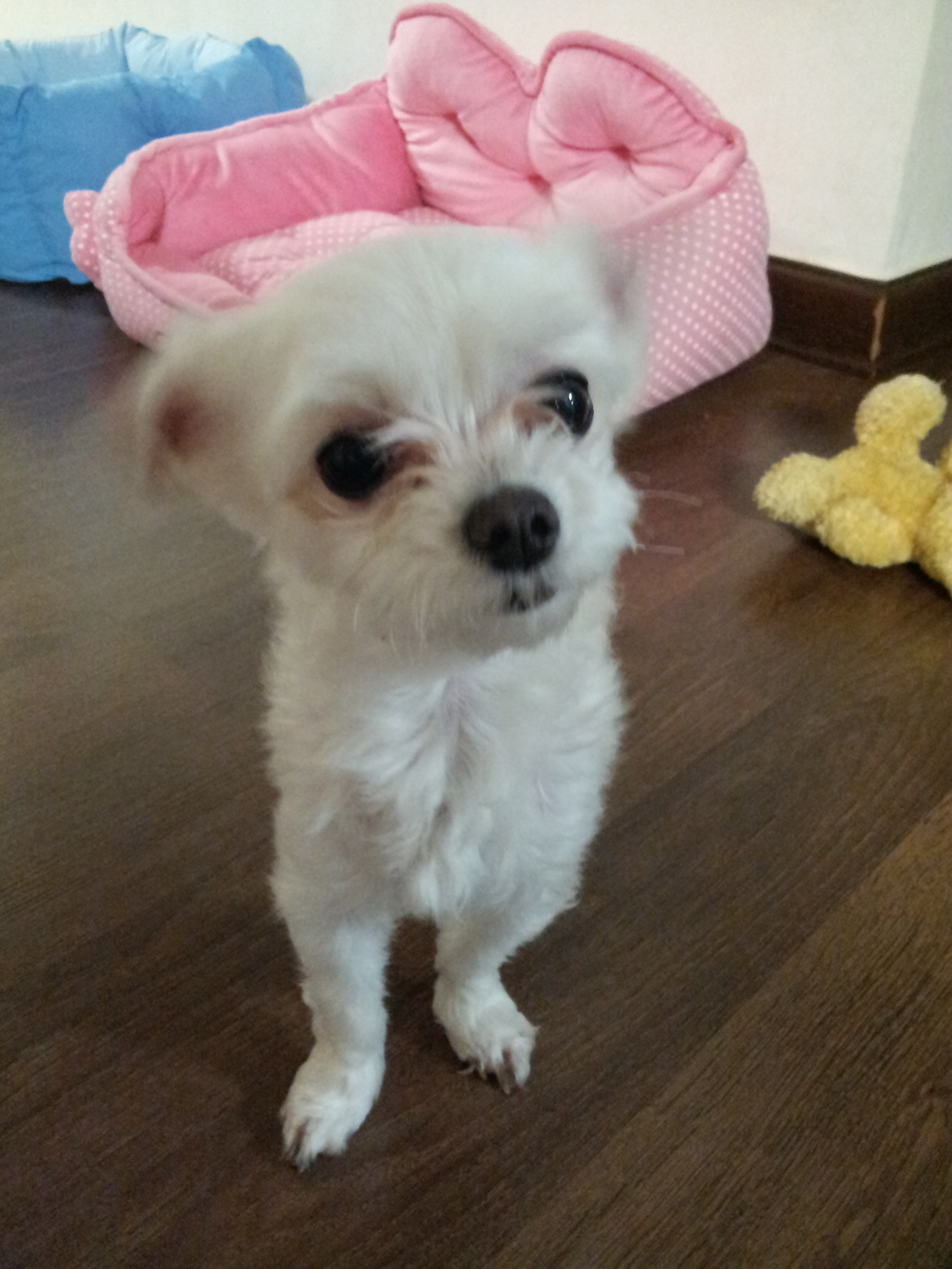 예삐가 가족이 되었답니다~~