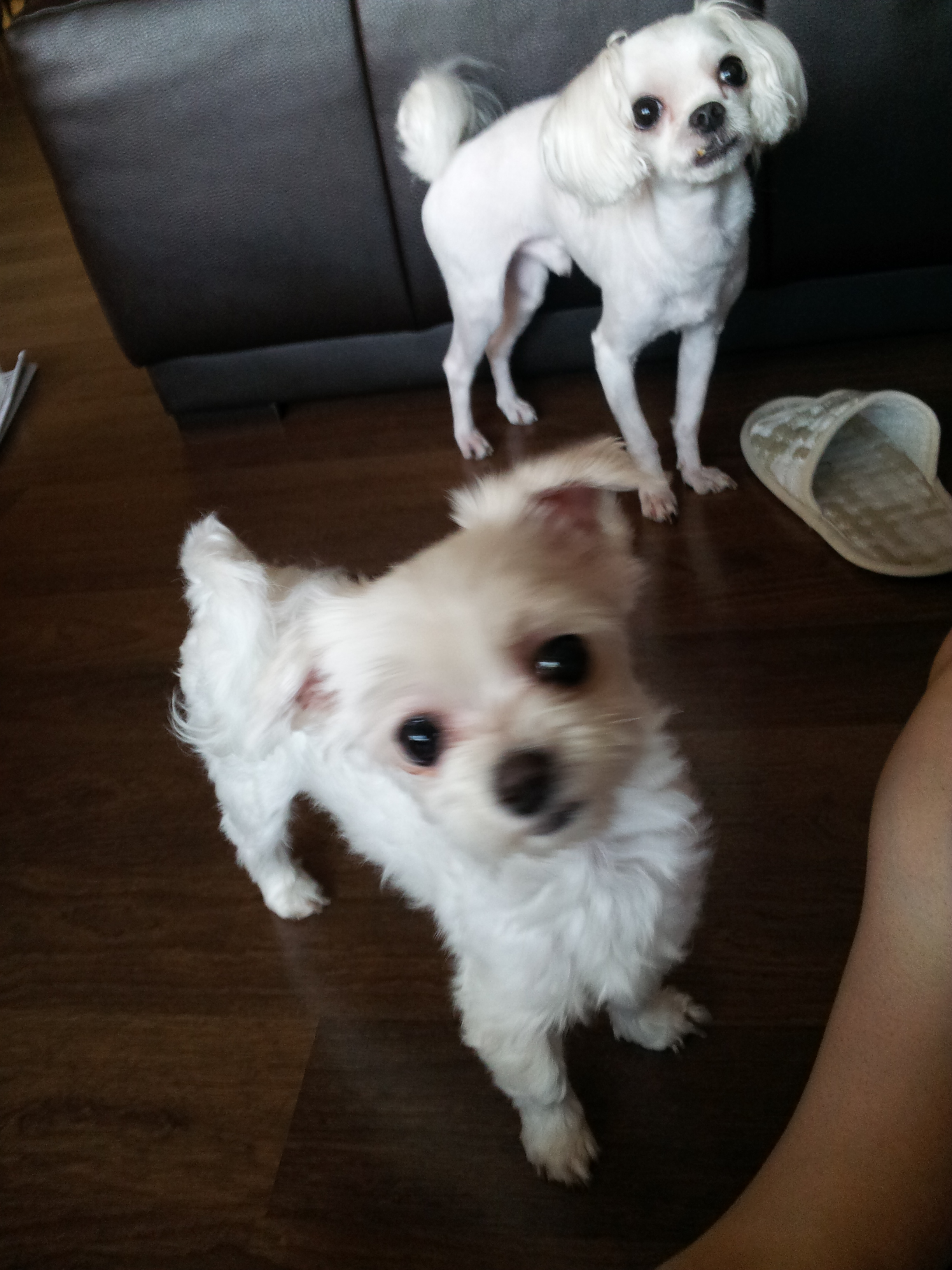 예삐가 가족이 되었답니다~~