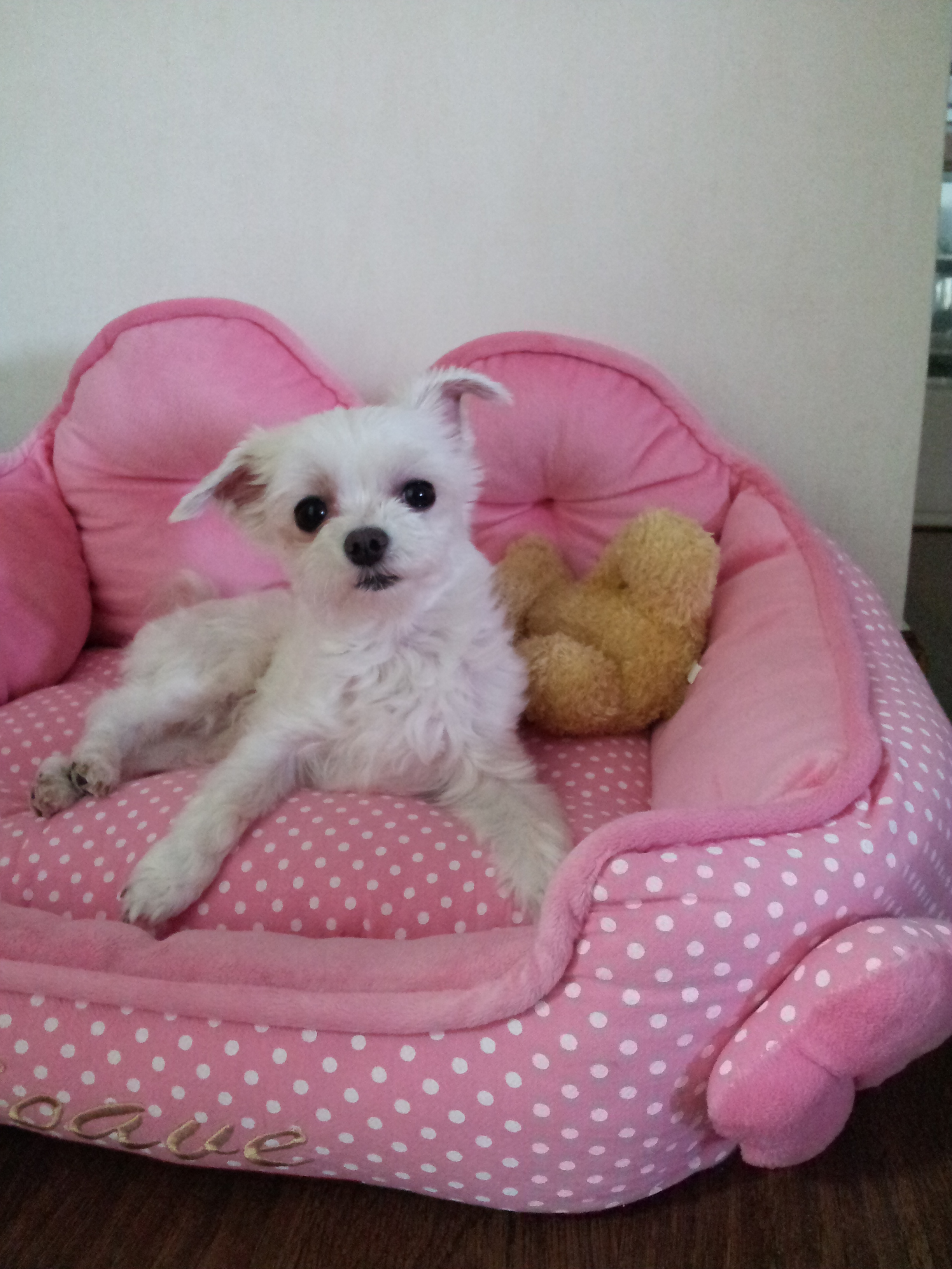 예삐가 가족이 되었답니다~~