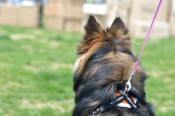 조이독의 베를린