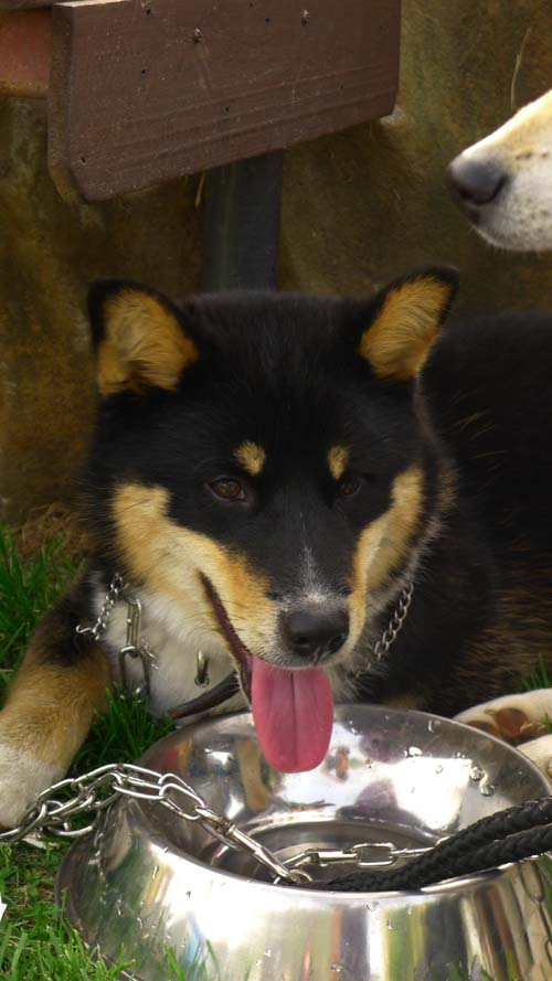 코코호두의 첫 입양의 날 참석 후기^^