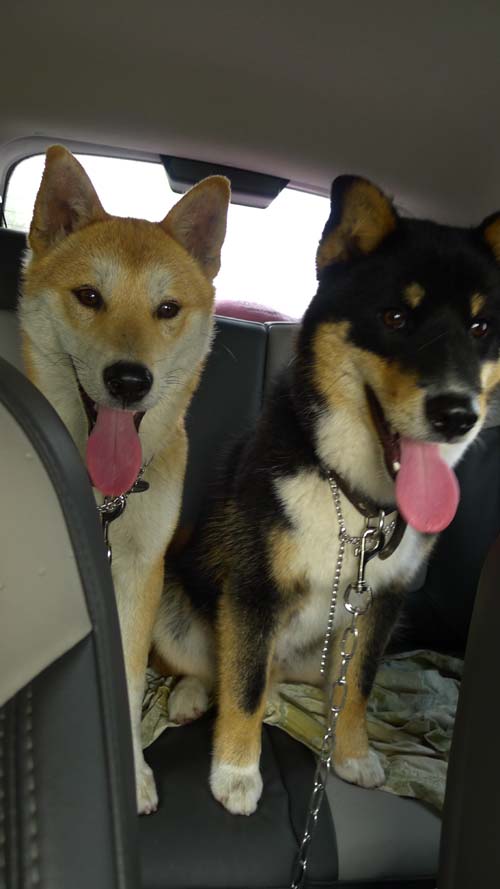 코코호두의 첫 입양의 날 참석 후기^^