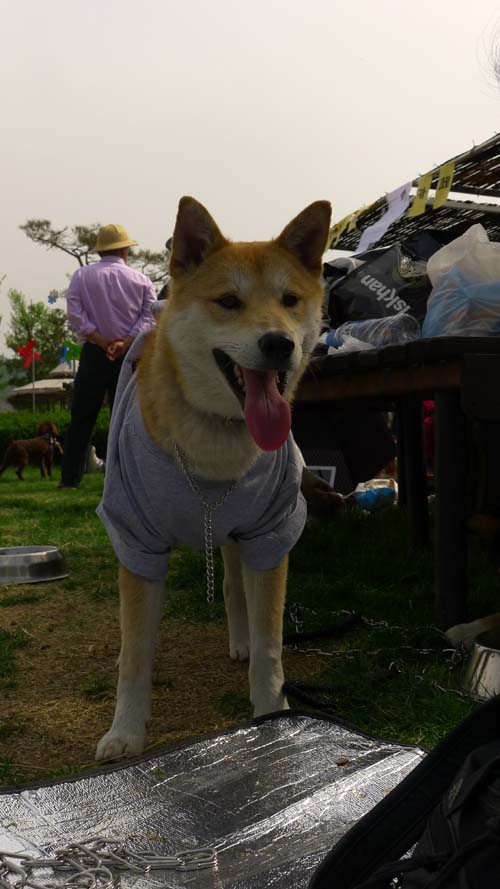 코코호두의 첫 입양의 날 참석 후기^^