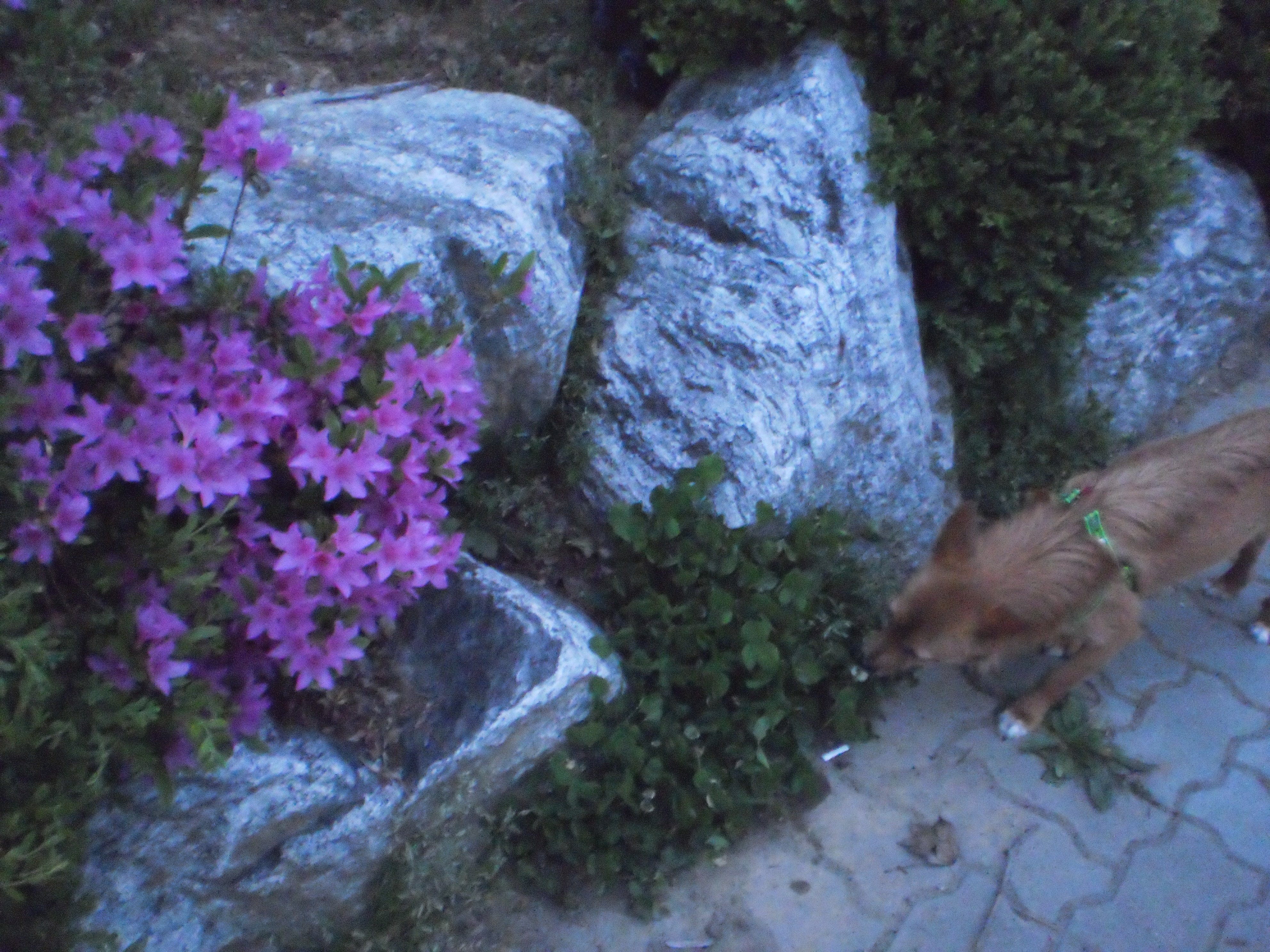 태양이, 담비, 집앞 산책길 화단에서 