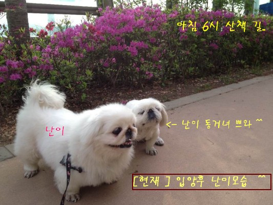 아침산책하는 난이가 &#46124;어요~