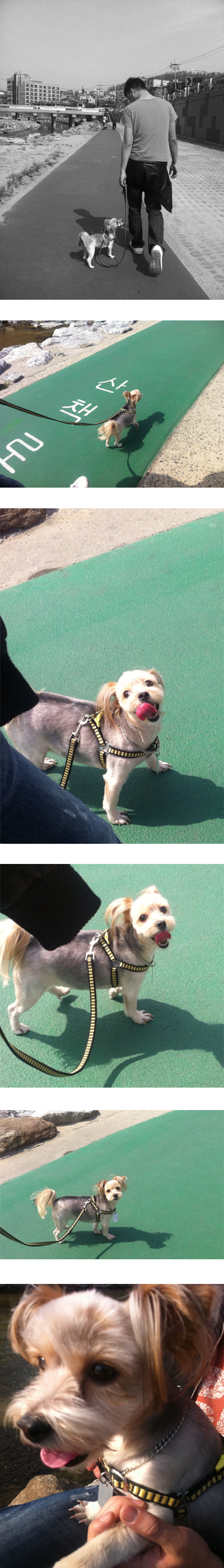 요즘 '하로'는 매일 산책 합니다. ^^*