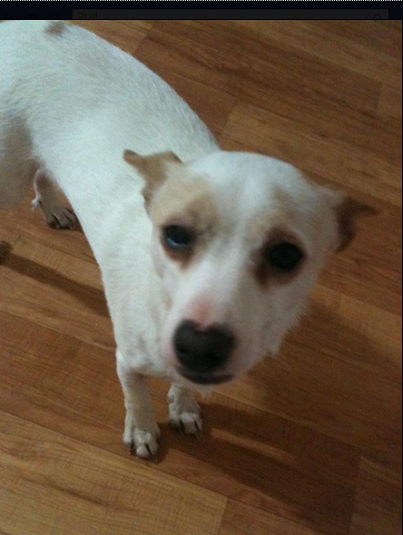 울동이 임보일기 두번째