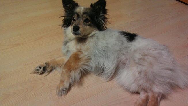 오랜만에 바둑이 소식 올려요~!