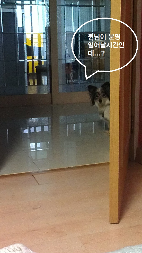 오랜만에 바둑이 소식 올려요~!