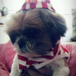 요즘 토실토실 살이오르는 봉구입니다~