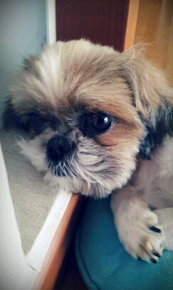 요즘 토실토실 살이오르는 봉구입니다~