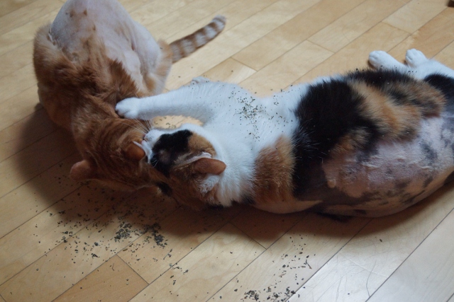 노랑이와 삐용이 소식알려요~~