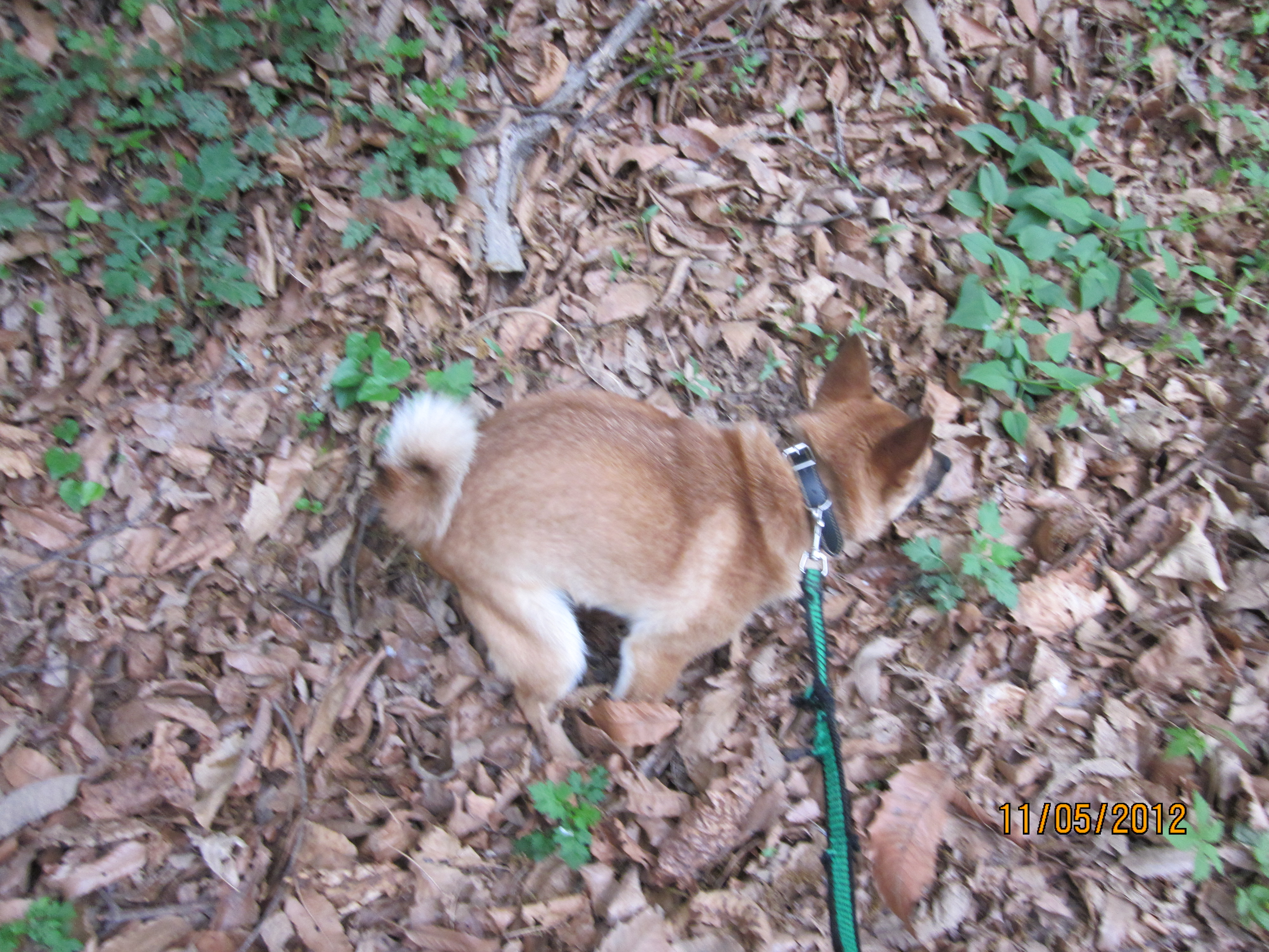 범이 아침산책에 웅가하는사진,그네타기.