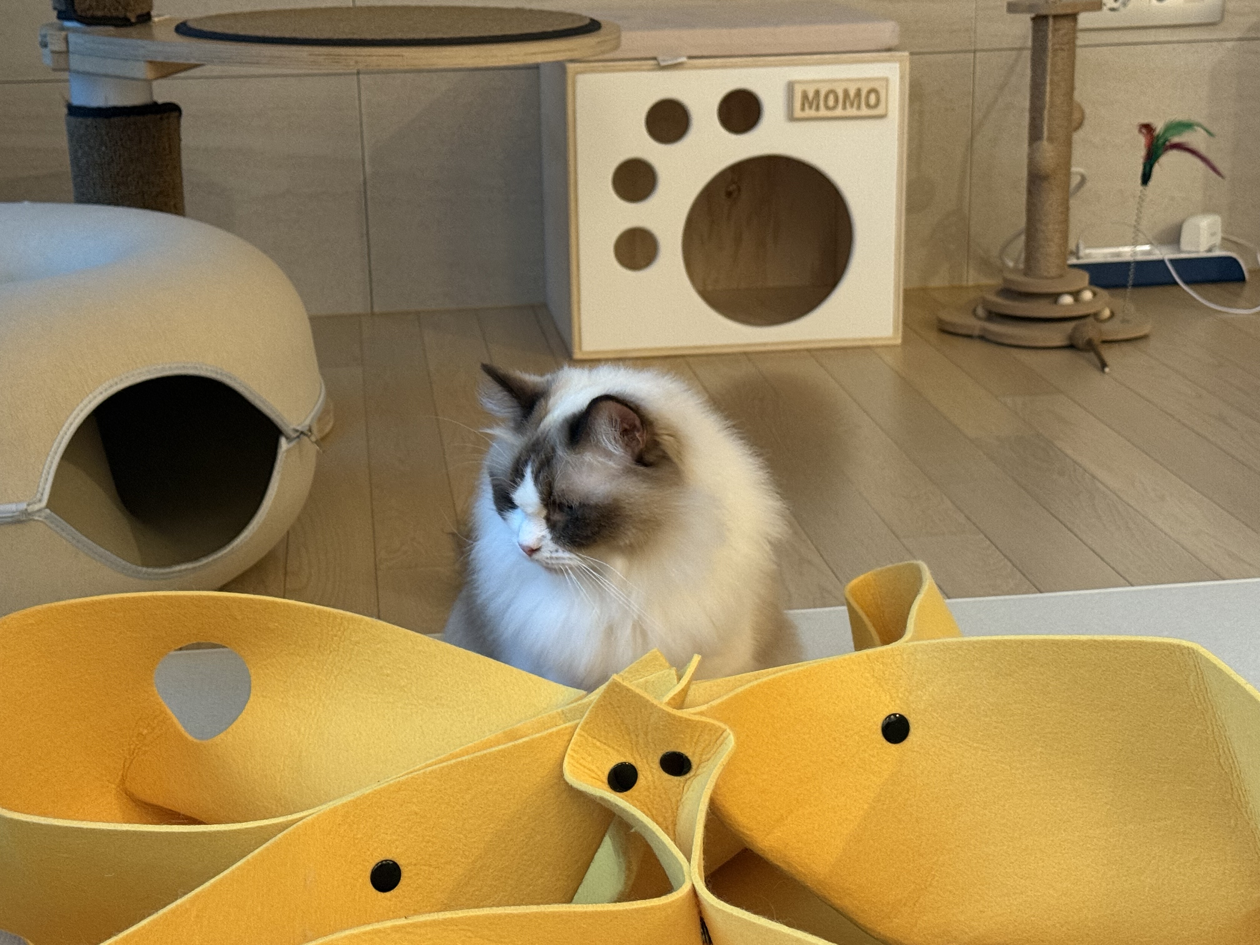 조금 늦은 모모(마찌) 입양 한달차 후기에요