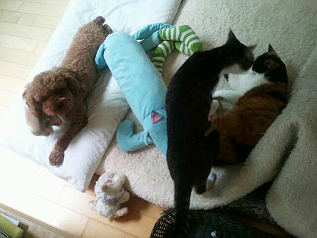 요즘 내온이는 뺀질이 수업 중 ^^