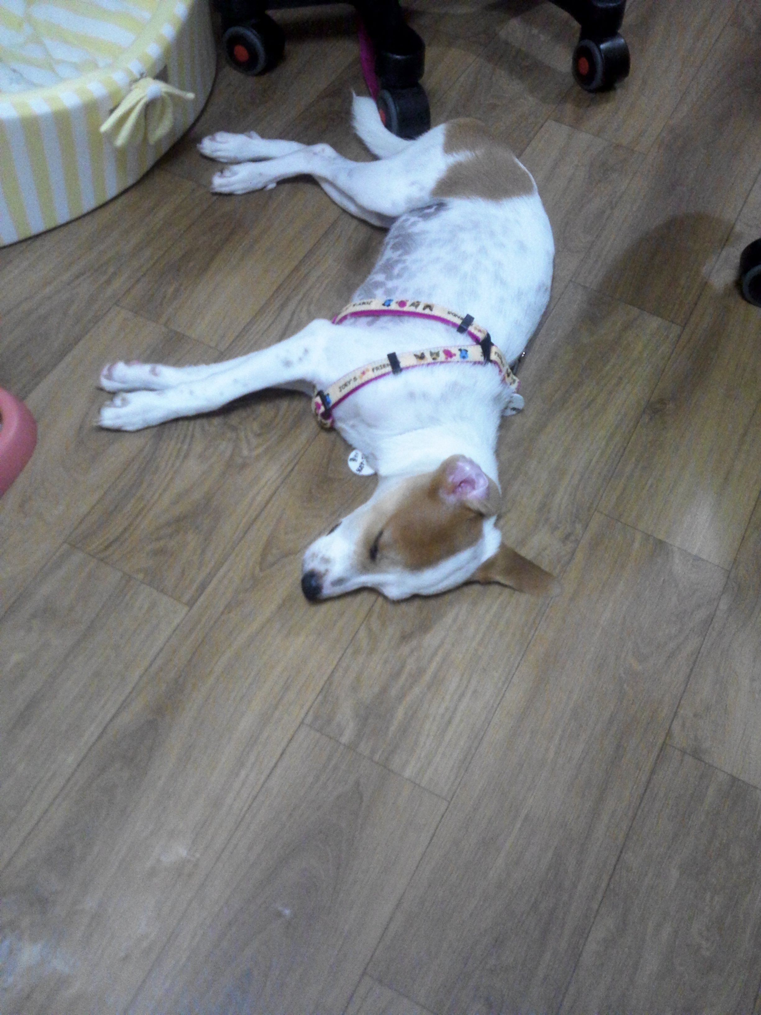 새롬이 첫 입양후기ㅎㅎ