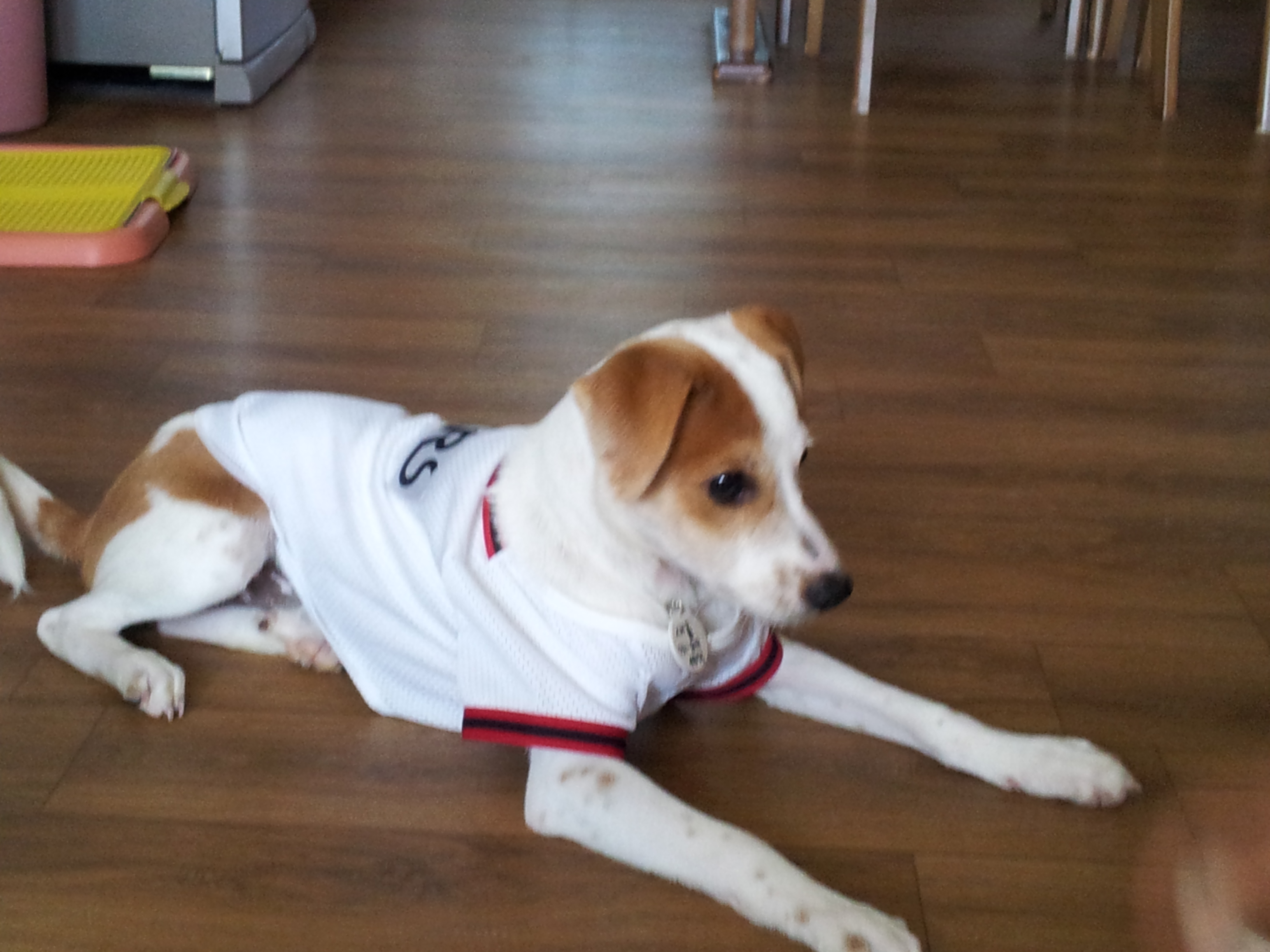 새롬이 첫 입양후기ㅎㅎ