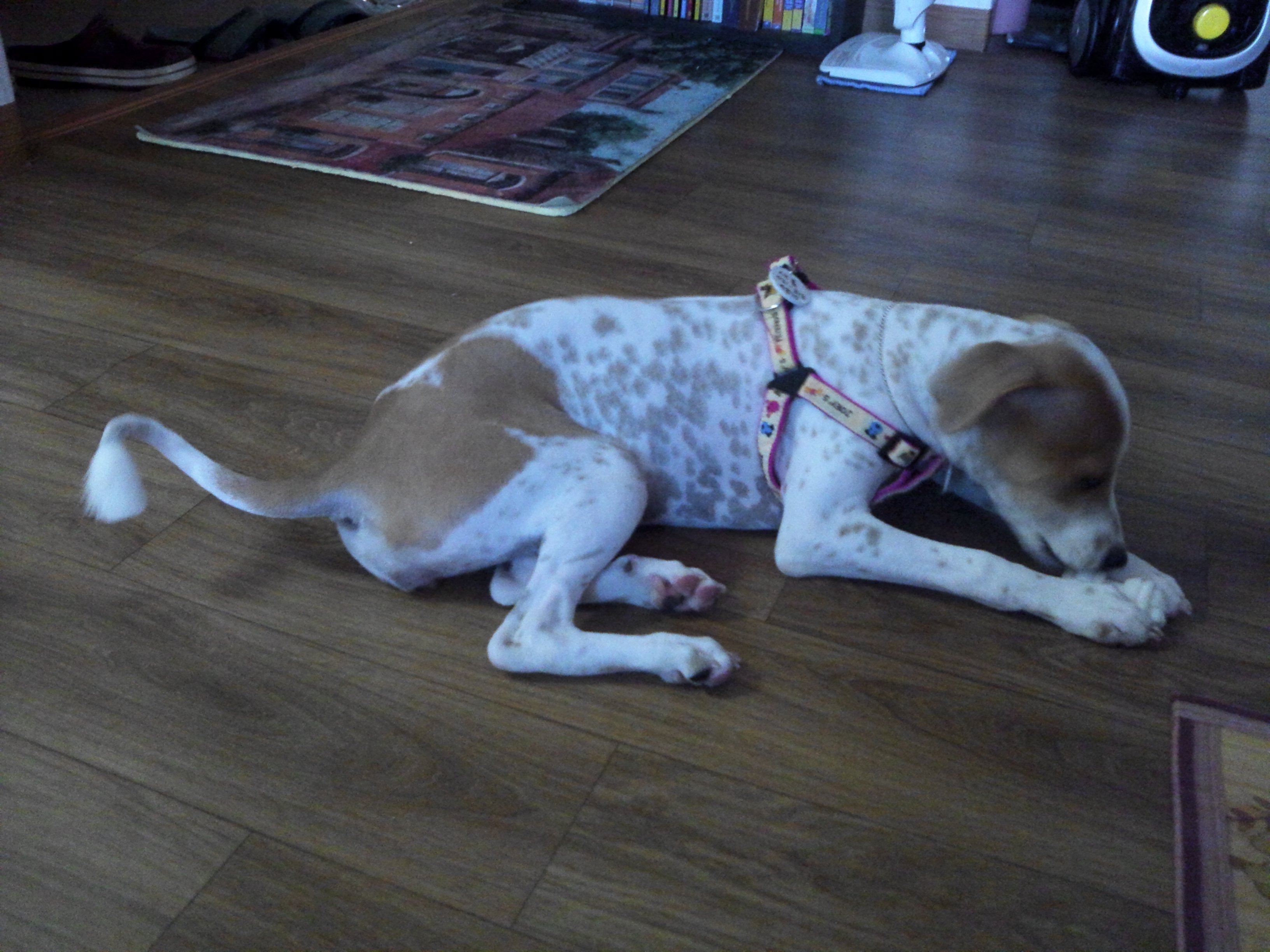 새롬이 첫 입양후기ㅎㅎ