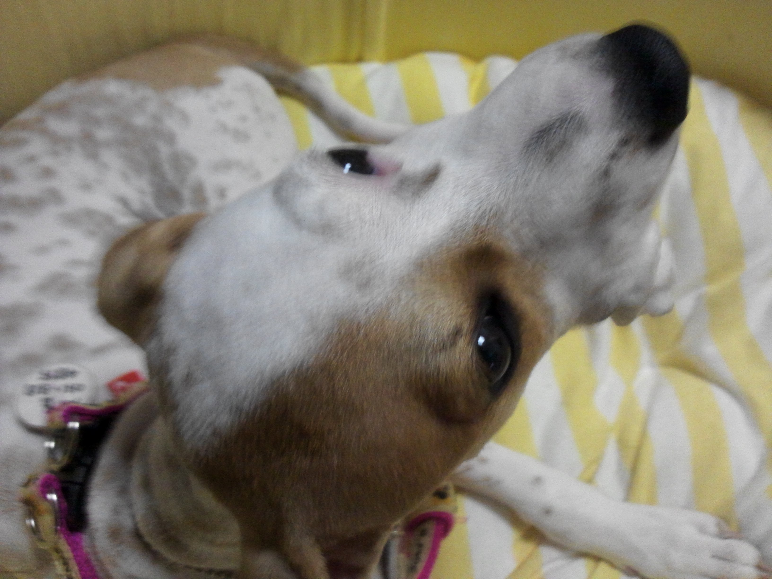 새롬이 첫 입양후기ㅎㅎ