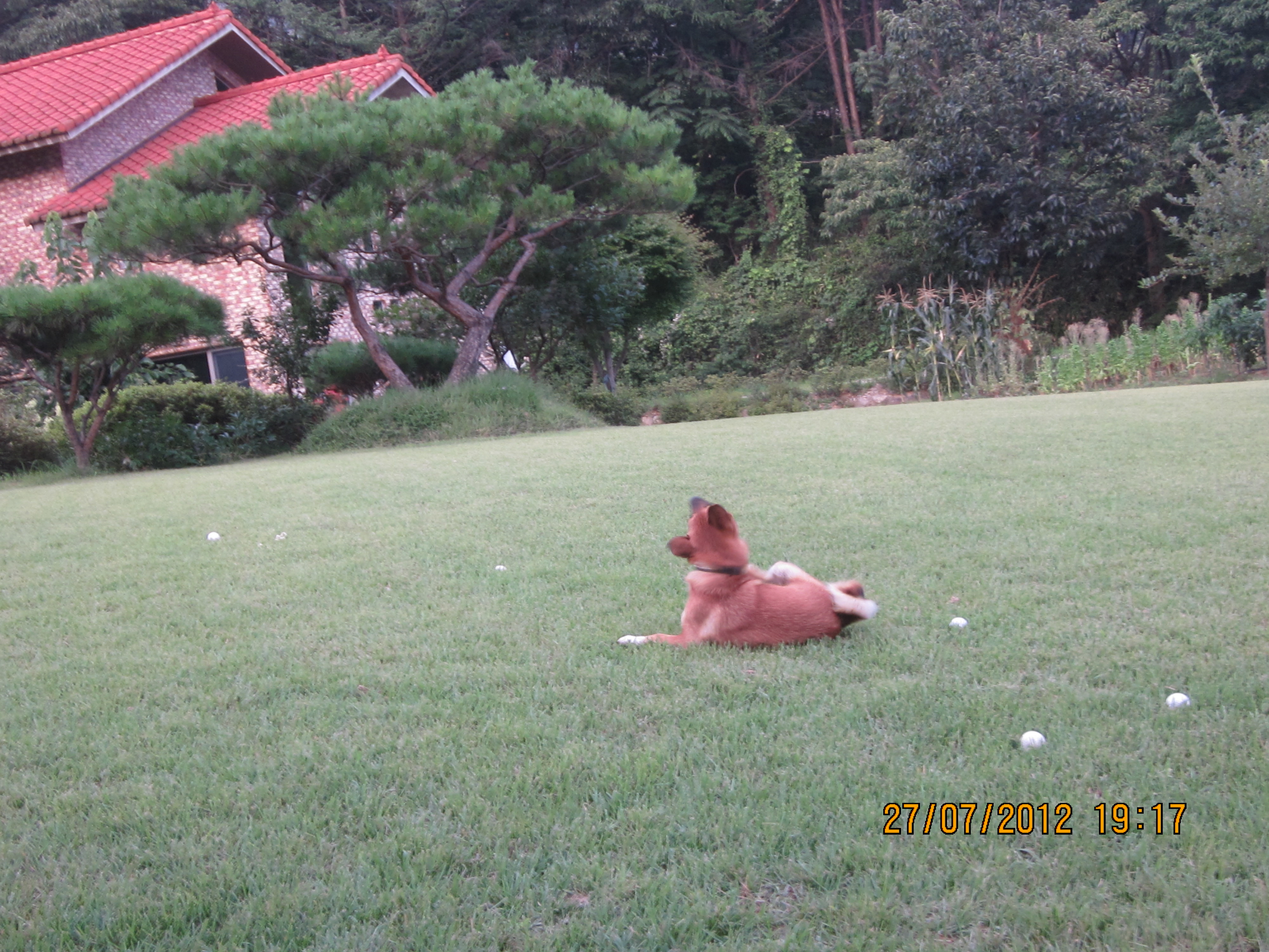 잔디밭에 뛰노는 범이