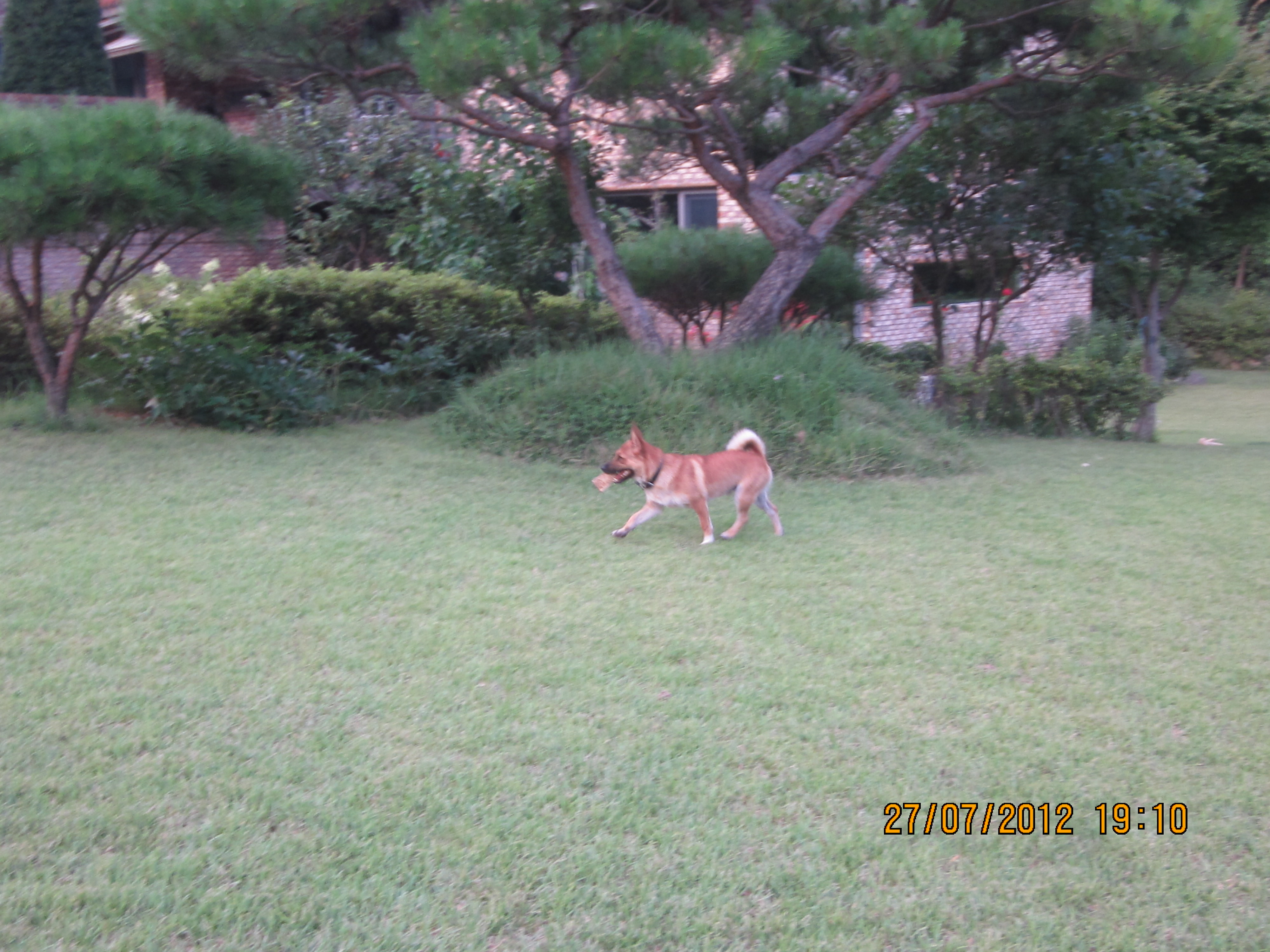 잔디밭에 뛰노는 범이