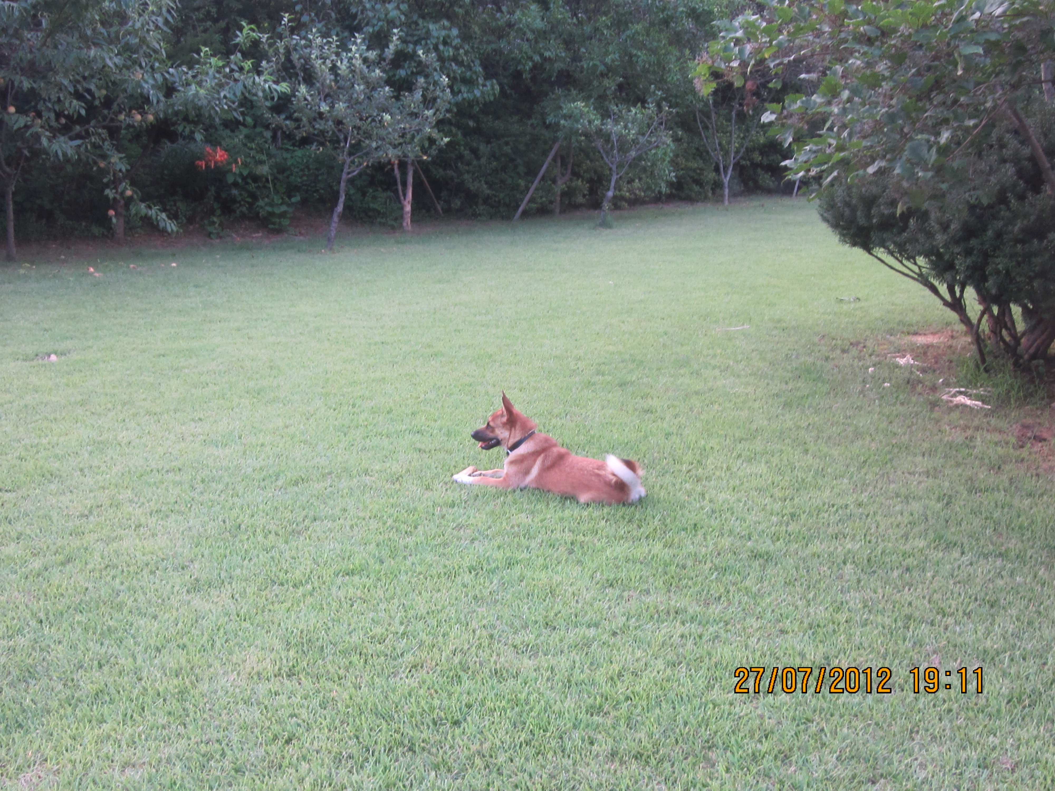 잔디밭에 뛰노는 범이