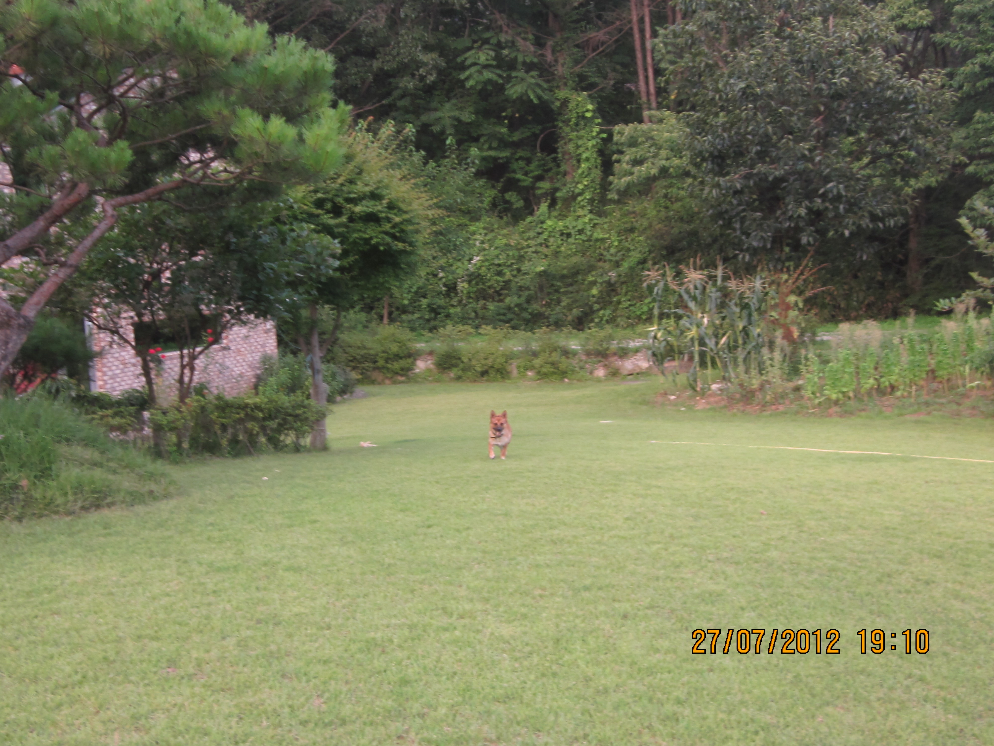 잔디밭에 뛰노는 범이