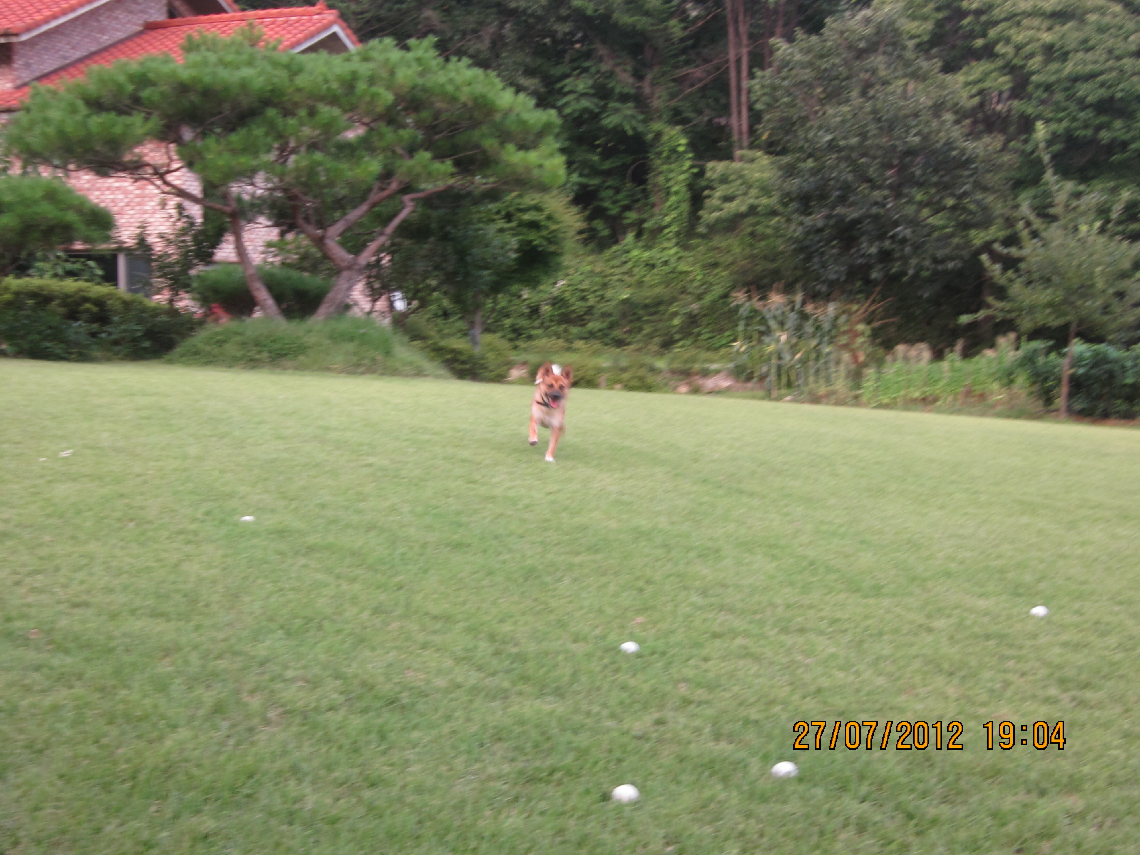 잔디밭에 뛰노는 범이