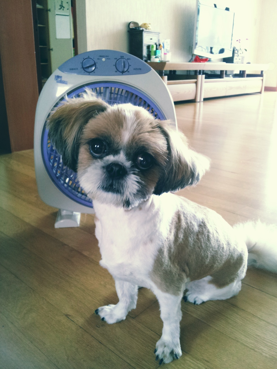 봉구만의 더위이기는 방법!