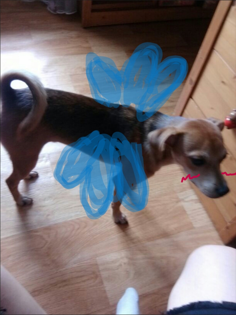 중성화수술 후 다온이 소식