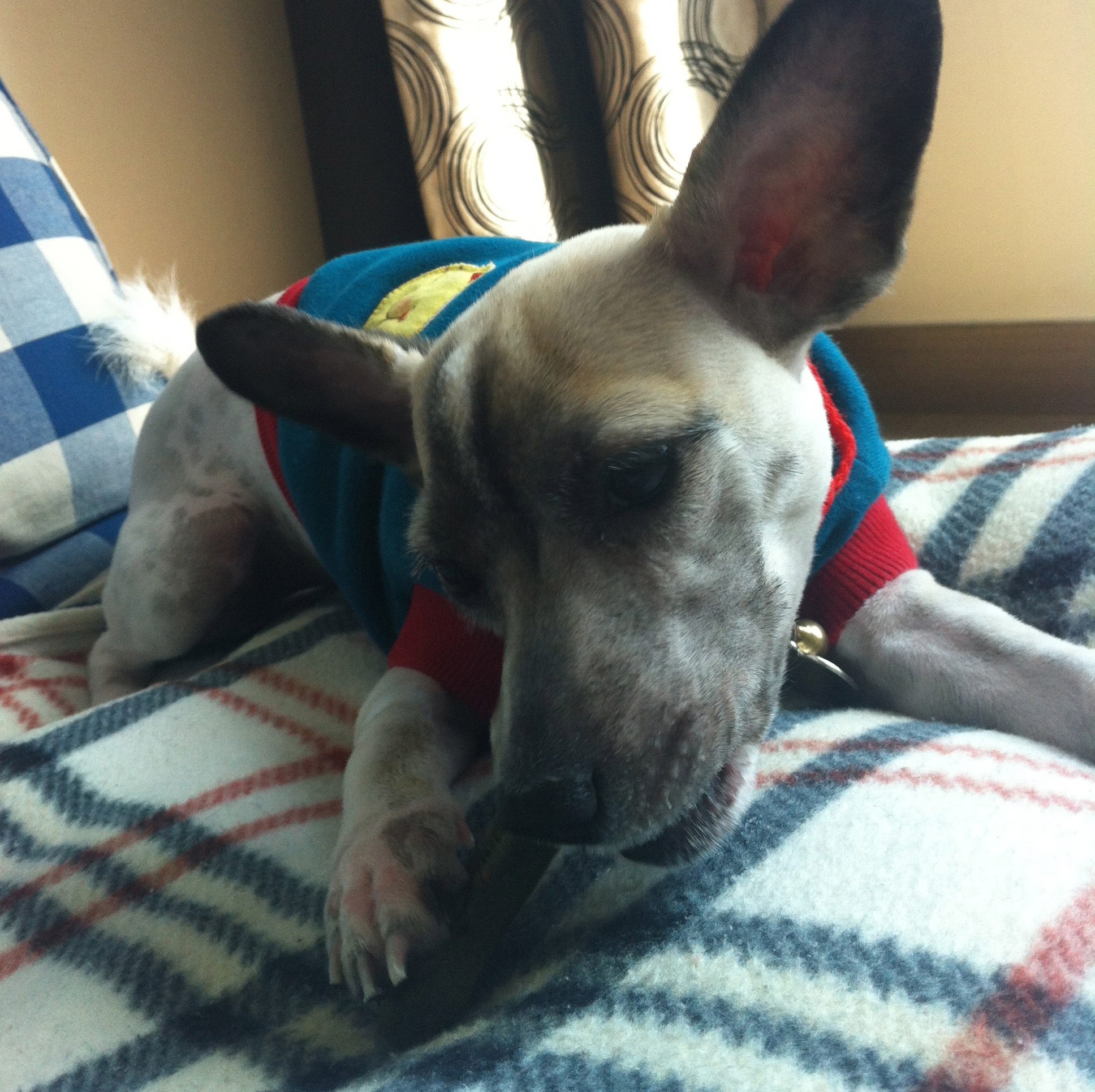 사랑이의 일상 (1) 씹고 뜯고 맛보고 즐기고