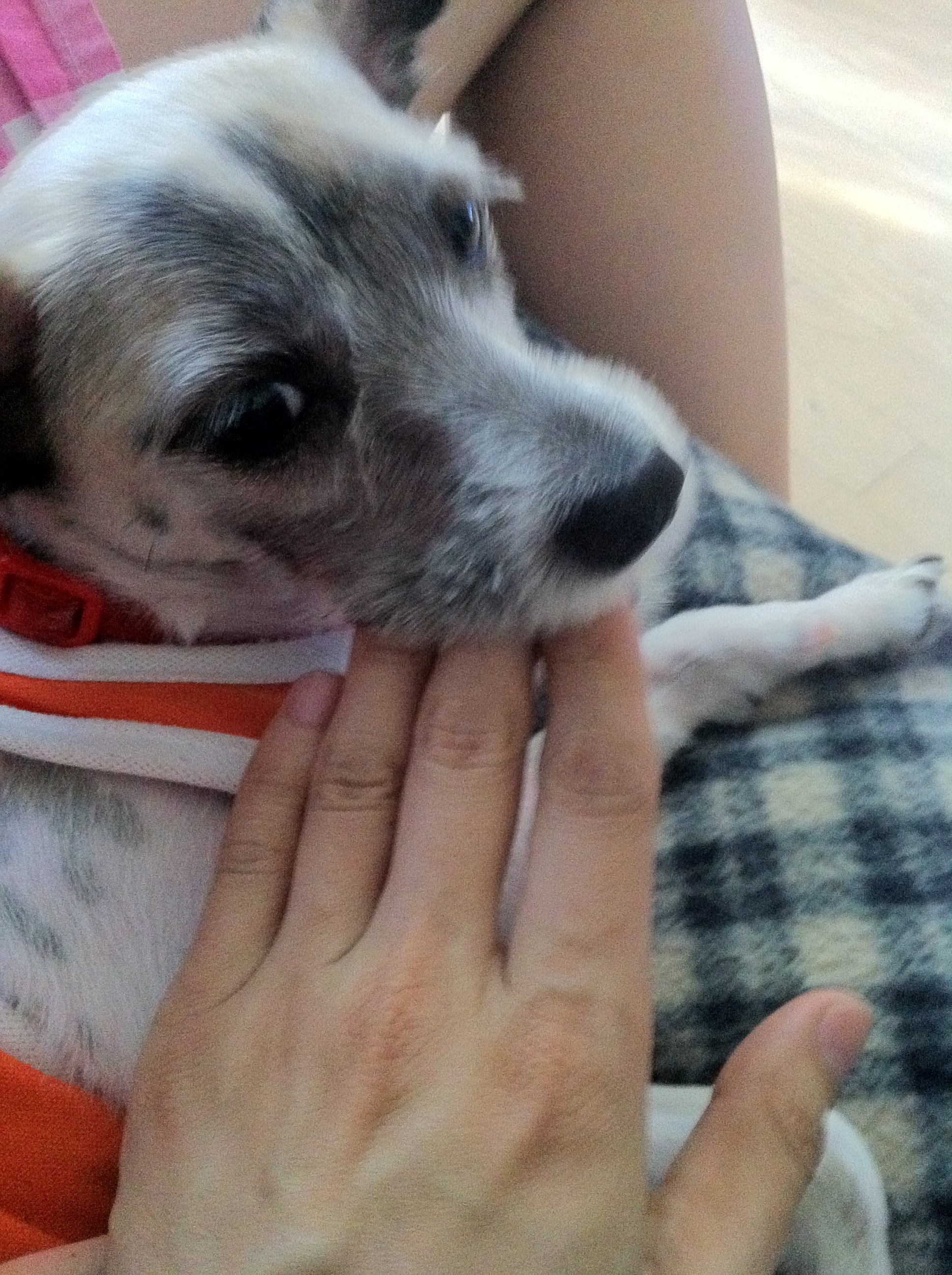 사랑이의 일상 (1) 씹고 뜯고 맛보고 즐기고