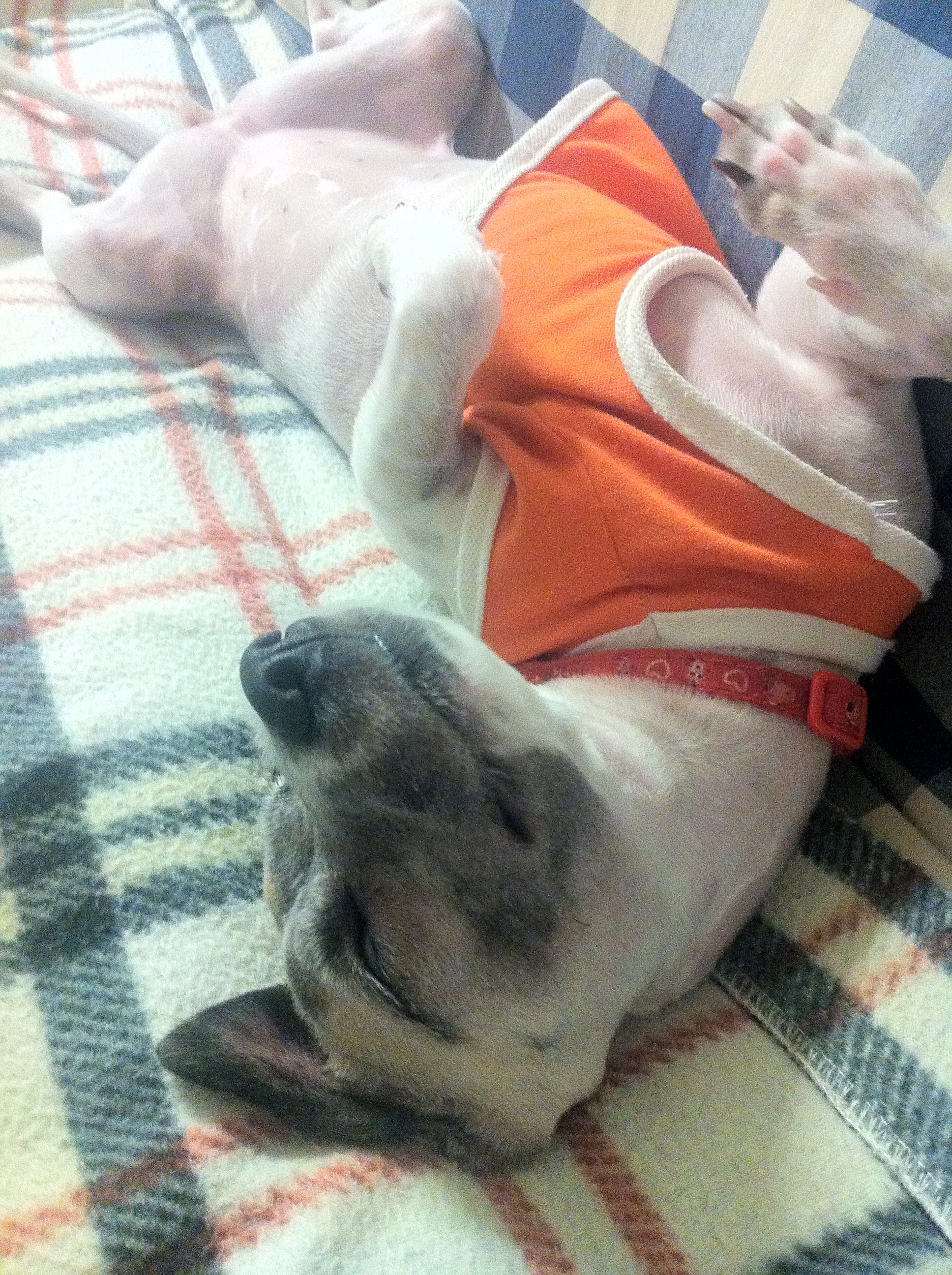 사랑이의 일상 (2) 자고 또자고 사고 치고 혼나고