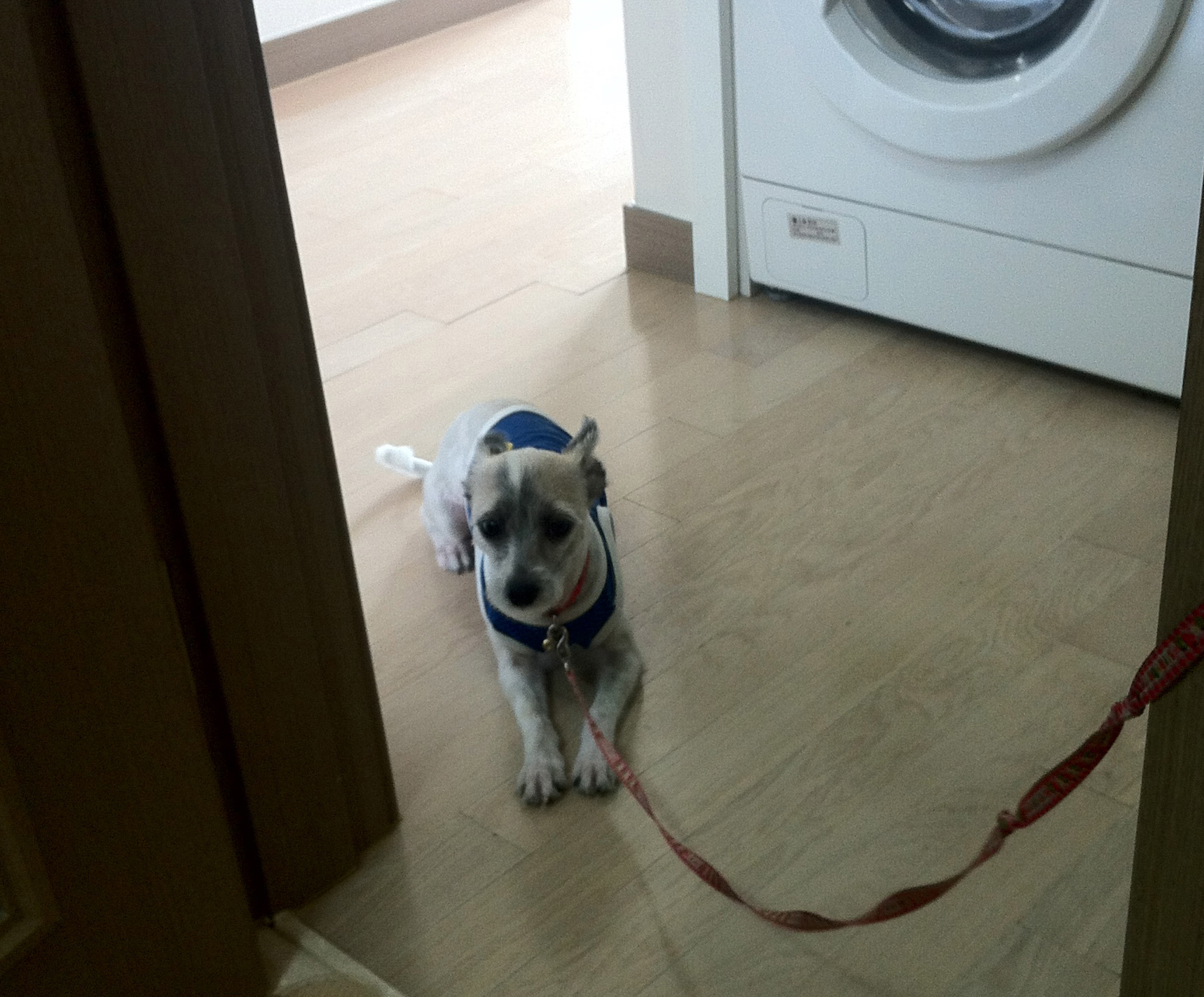 사랑이의 일상 (2) 자고 또자고 사고 치고 혼나고