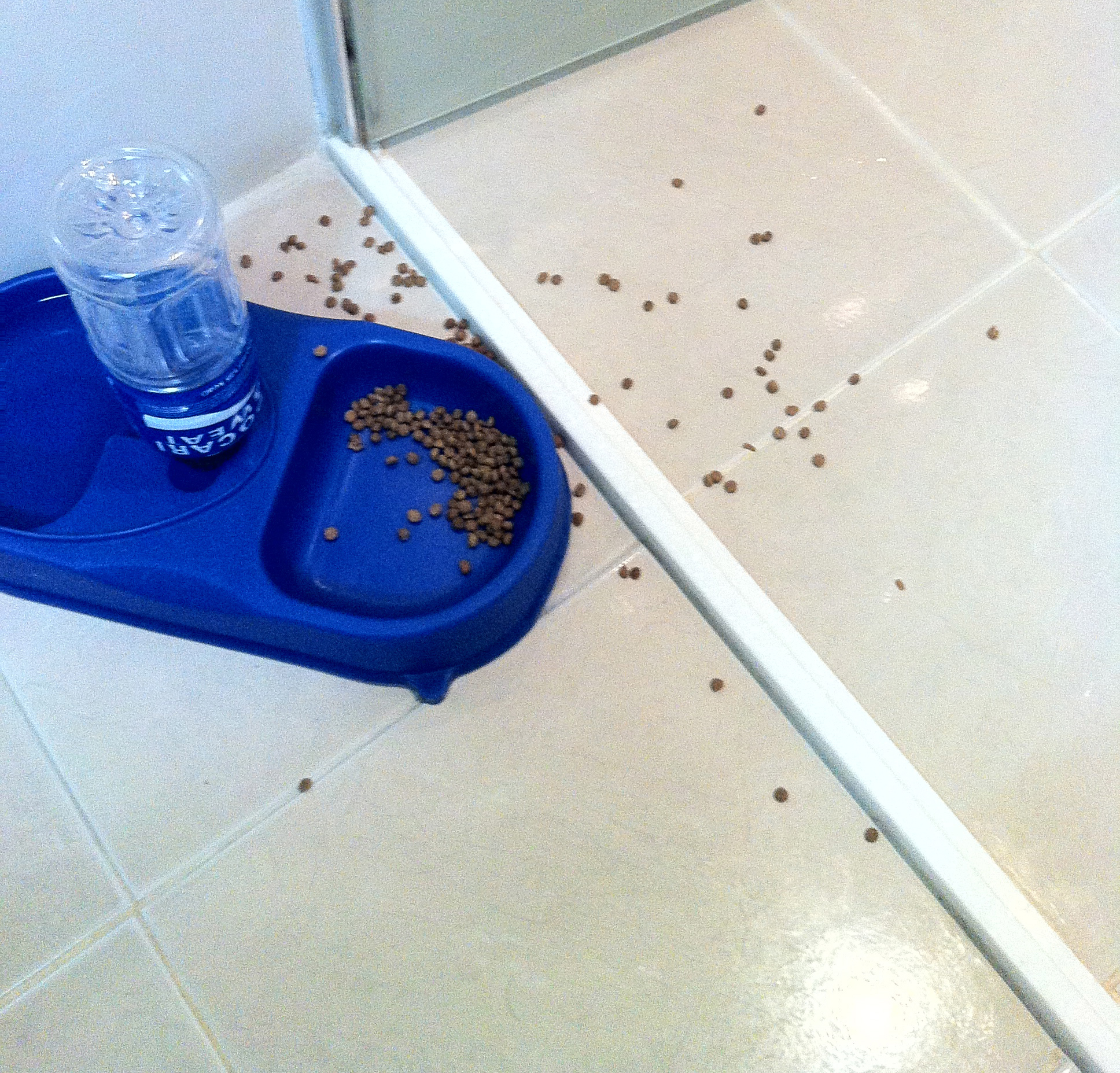 사랑이의 일상 (2) 자고 또자고 사고 치고 혼나고