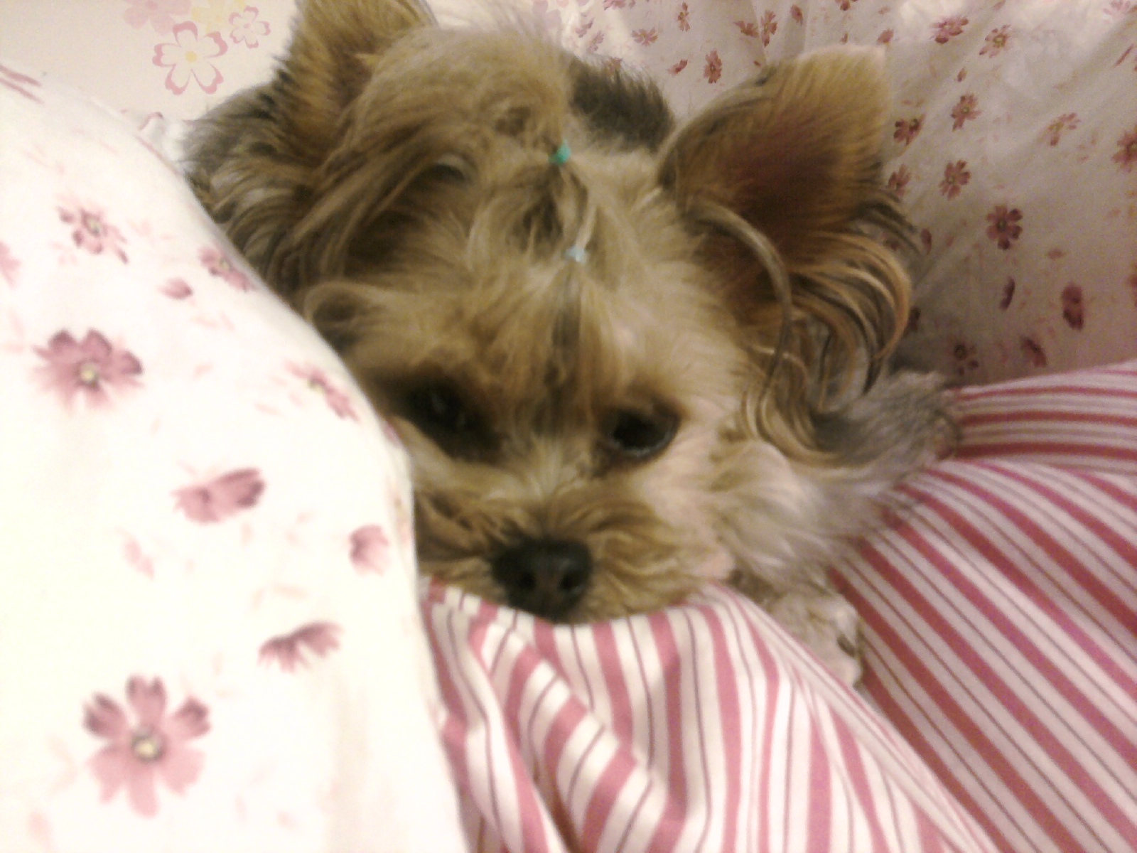 안녕하세요 지니엄마에요..