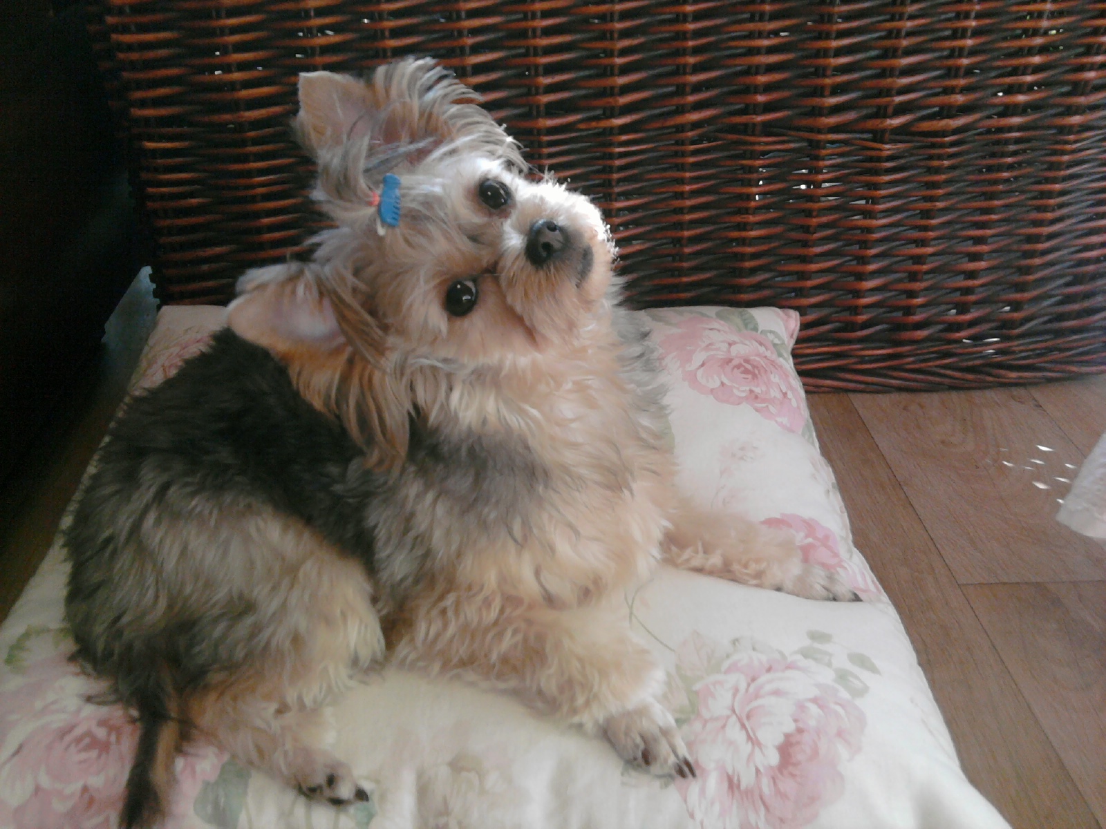 안녕하세요 지니엄마에요..